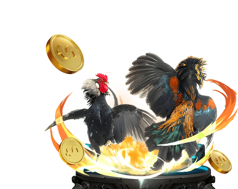 Đá gà Thomo trực tiếp từ Campuchia